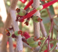 author not stated, no rights reserved Tapinanthus oleifolius, photograph author not stated, no rights reserved