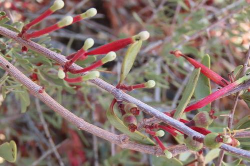 Tapinanthus oleifolius, photograph 3