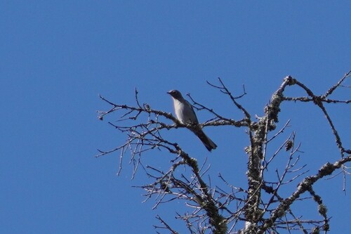 Townsend's Solitaire