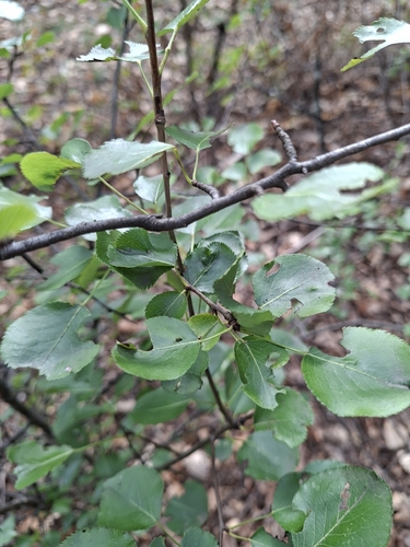 Common Pear