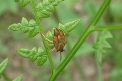 Carpocoris purpureipennis