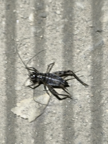 Gryllomorpha longicauda
