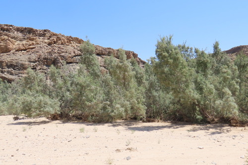 Tamarix usneoides
