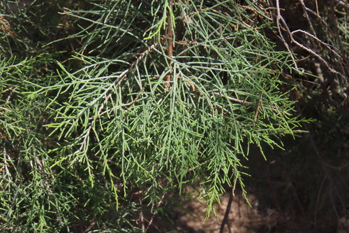 Tamarix usneoides, photograph 1