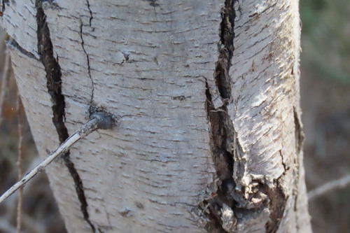 Tamarix usneoides, photograph 2