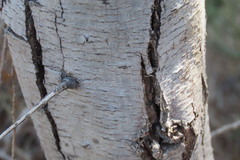 Tamarix usneoides, photograph author not stated, no rights reserved