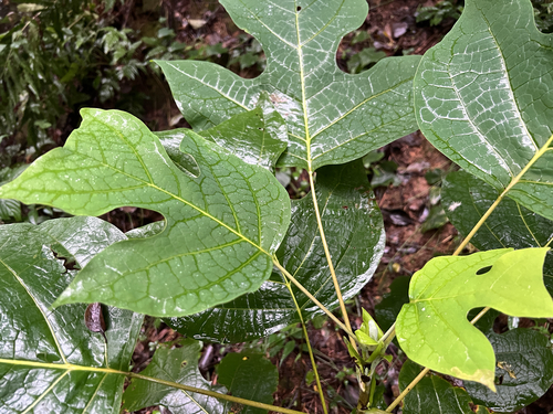 Chinese tulip tree
