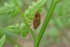 Carpocoris purpureipennis