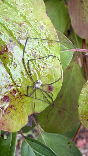 European Harvestman