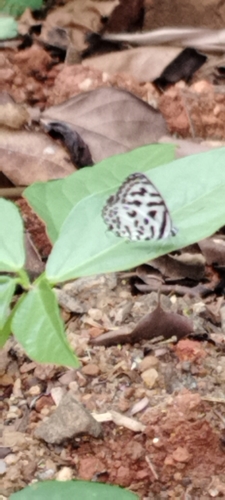 Common Pierrot
