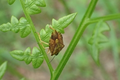 Carpocoris purpureipennis