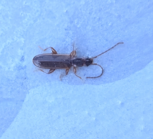 Dendrophagus crenatus