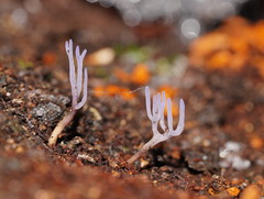 Ramariopsis pulchella