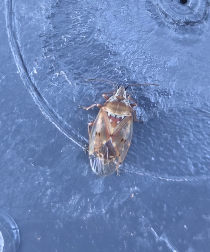 Birch Catkin Bug