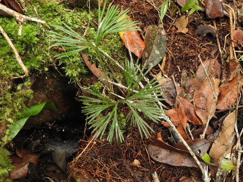 Actiniopteris radiata, 2026-09-18