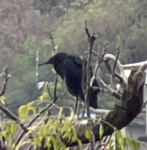 iNaturalist image