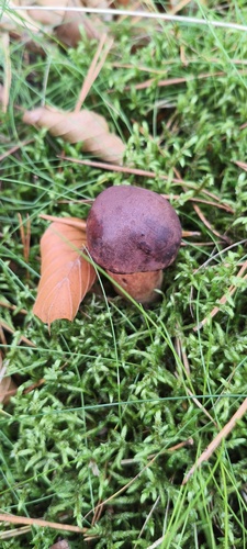 Bay Bolete