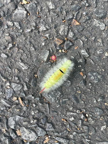 Pale Tussock Moth