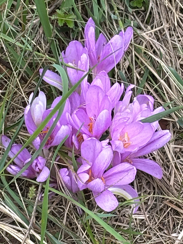 Autumn Crocus