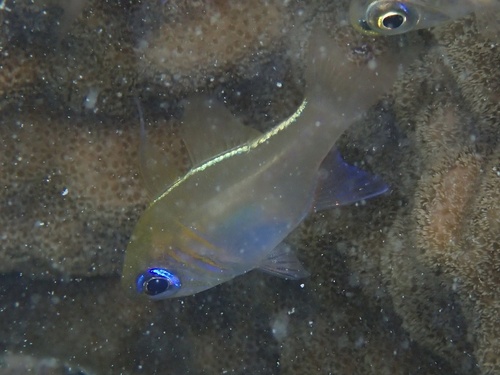 Zoramia leptacantha observed 2026-09-17