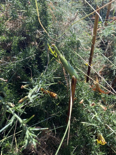 European Mantis
