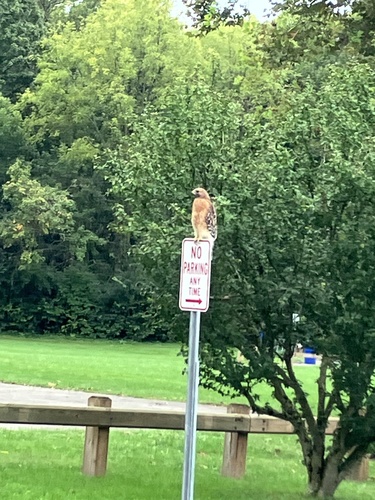Red-shouldered Hawk