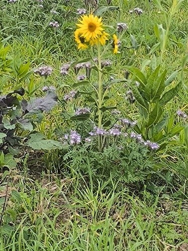 Lacy phacelia