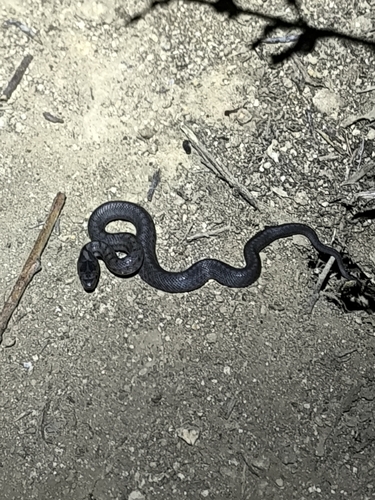 Southern Smooth Snake