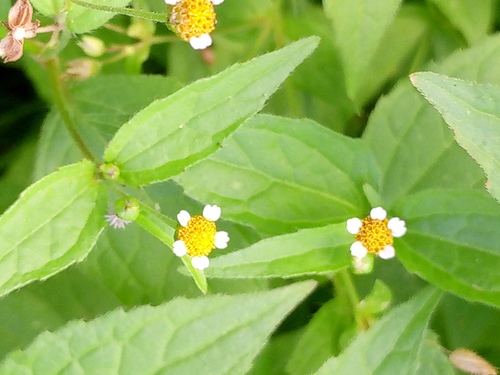 Galinsoga parviflora, photograph 6