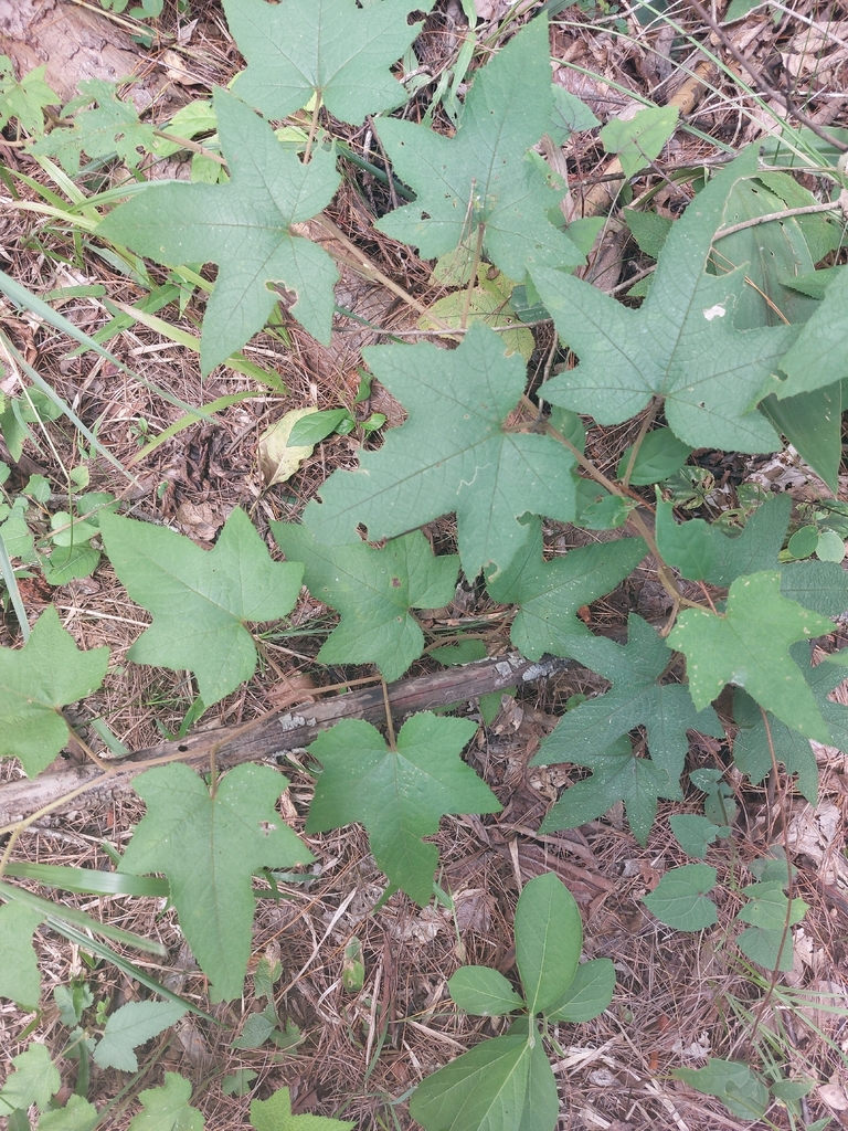 Rubus blepharoneurus (Rubus blepharoneurus)