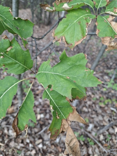 northern red oak