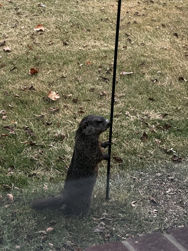 Groundhog