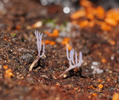 Ramariopsis pulchella