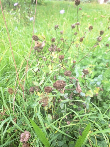 Red Clover