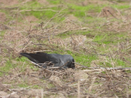 Eurasian Jackdaw
