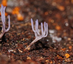 Ramariopsis pulchella