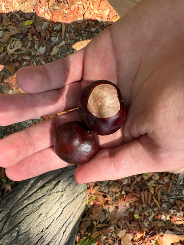 horse-chestnut