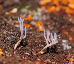 Ramariopsis pulchella