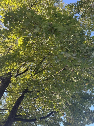 sugar maple
