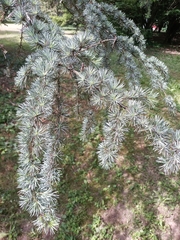 Cedrus atlantica