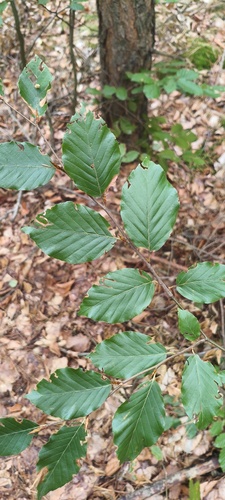 European beech