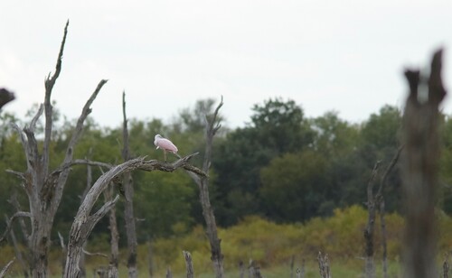 Roseate Spoonbill