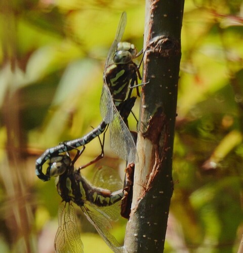 Green-striped Darner
