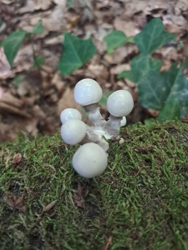 porcelain mushroom