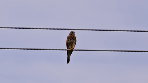 Eurasian Kestrel