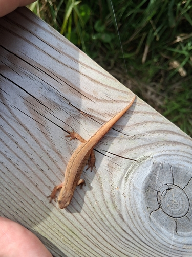Smooth Newt