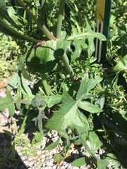 Sonchus oleraceus