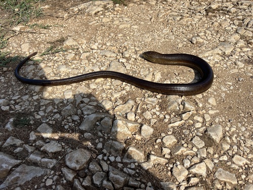 European Glass Lizard