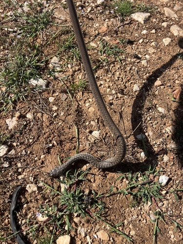 Balkan Whip Snake