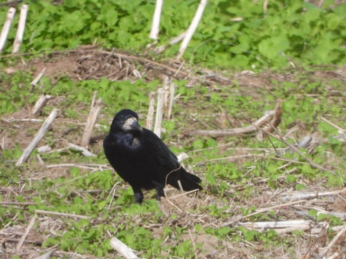 Rook